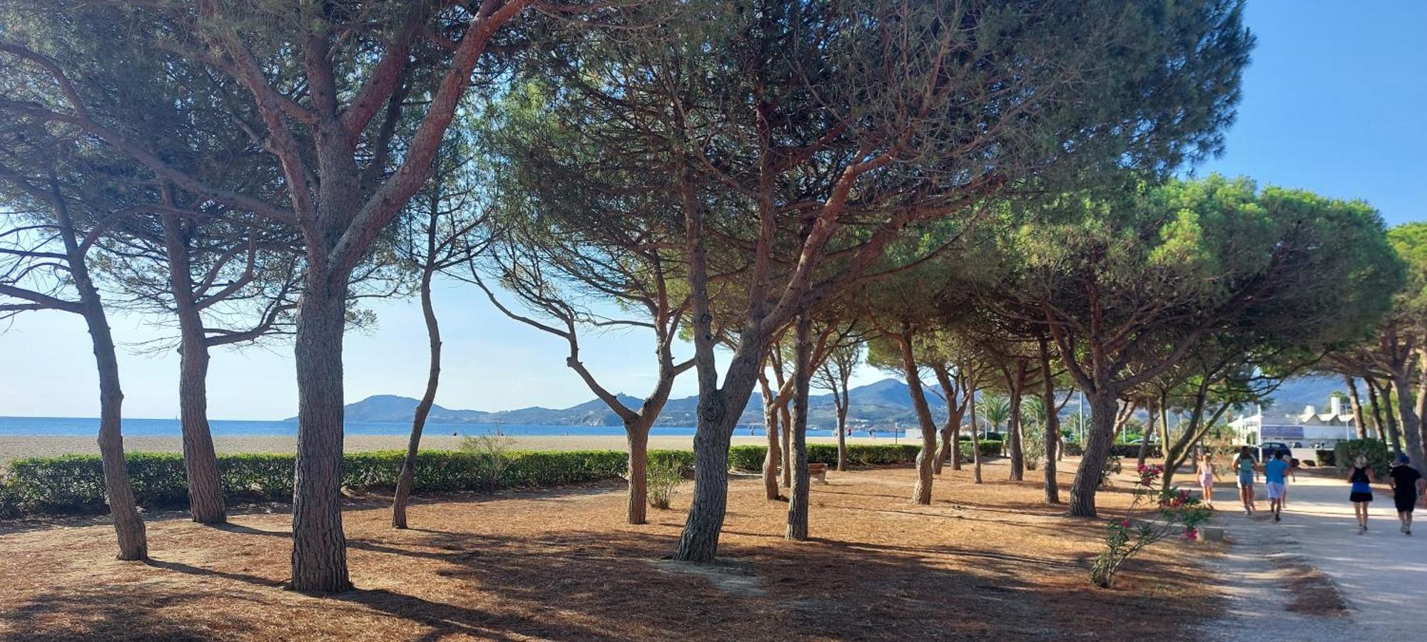 Plage des Pins, super studio front de mer Plage dʼArgelès Extérieur photo